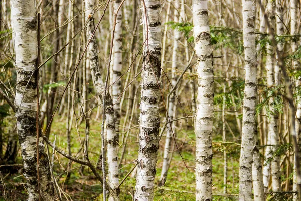 Gros Plan Des Troncs Blancs Des Jeunes Bouleaux Dans Forêt — Photo