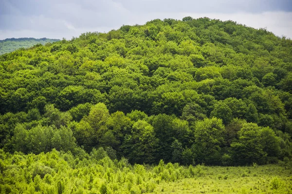 Paysage Forêts Décidues Dans Région Ternopil Dans Ouest Ukraine — Photo