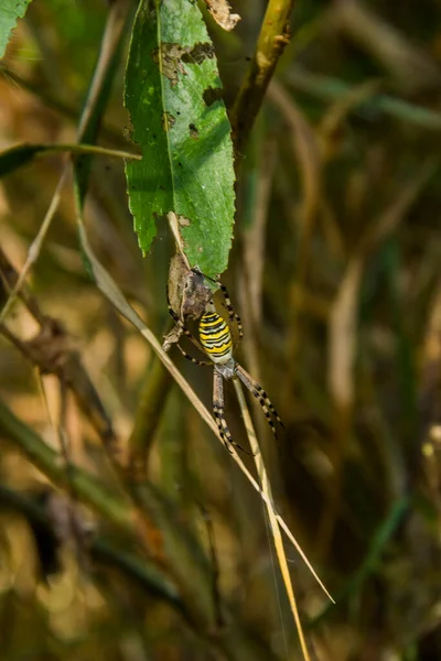 Närbild Gul Getingspindel Argiope Bruennichi — Stockfoto