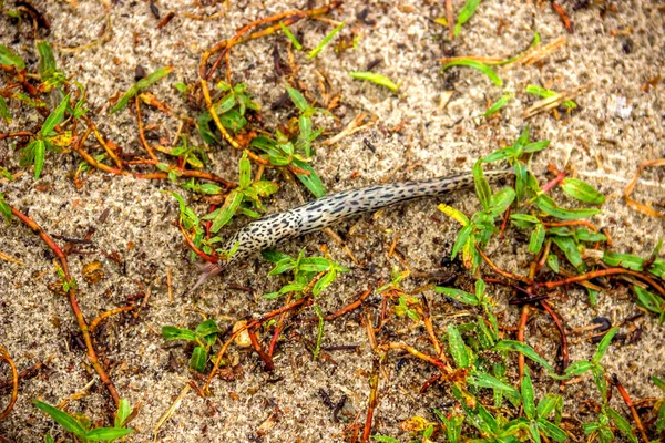 Büyük Çizgili Bir Sümüklüböceğin Kumda Toplanması — Stok fotoğraf
