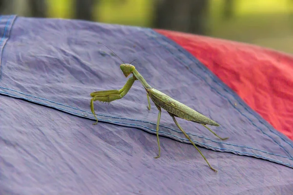Närbild Stor Bedjande Mantis Mantis Religiosa Tältet Turist Camping — Stockfoto