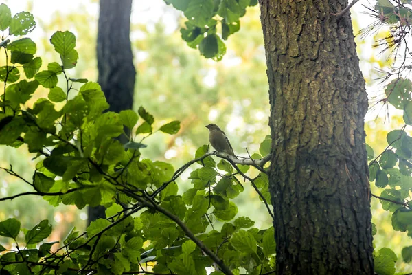 Close Chaffinch Bird Fringilla Coelebs Sitting Tree Branch — Stock Photo, Image