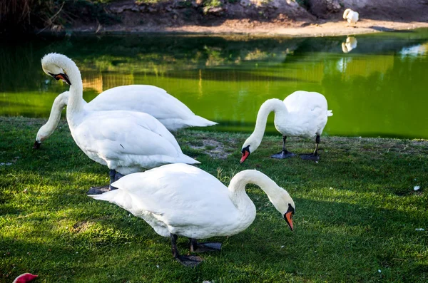 Nahaufnahme Eines Weißen Höckerschwans Cygnus Olor Teichstrand — Stockfoto