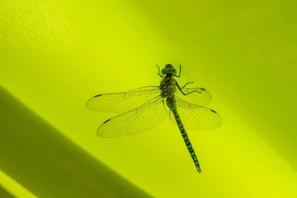 Крупный План Большой Зеленой Хвостатой Стрекозы Ophiogomphus Cecilia Сидящей Зеленом — стоковое фото