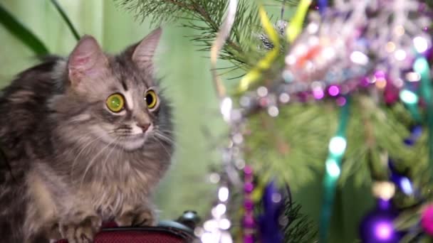 Katt nära julgranen — Stockvideo