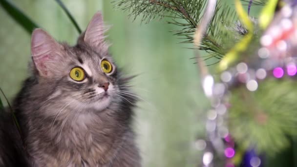 Gato perto da árvore de Natal — Vídeo de Stock