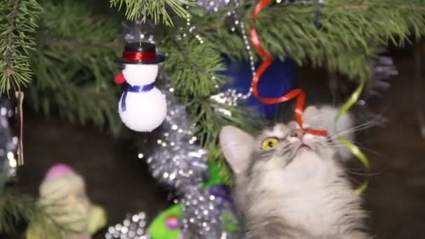 Gato cerca del árbol de Navidad — Vídeo de stock