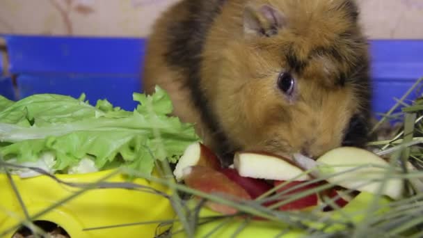 Comer cobaya — Vídeo de stock