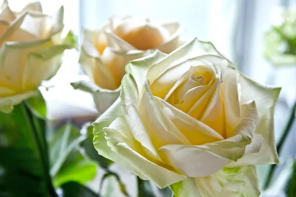 Blommande ros — Stockfoto