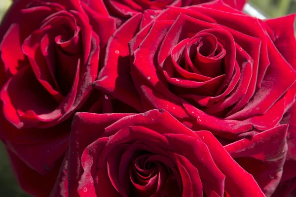 Red roses — Stock Photo, Image