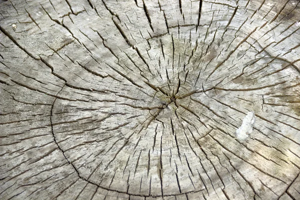 Cross section of tree trunk — Stock Photo, Image