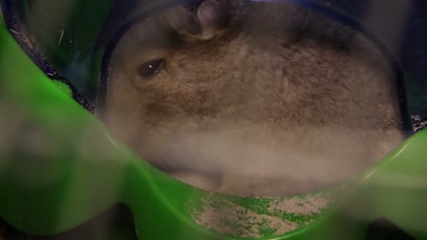 Chinchilla's Bad tijd — Stockvideo