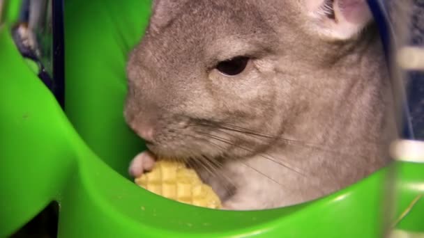 Manger du chinchilla — Video