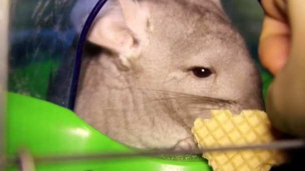 Eten chinchilla — Stockvideo