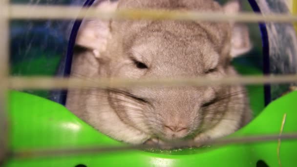 Äta chinchilla — Stockvideo