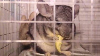Chinchilla yeme