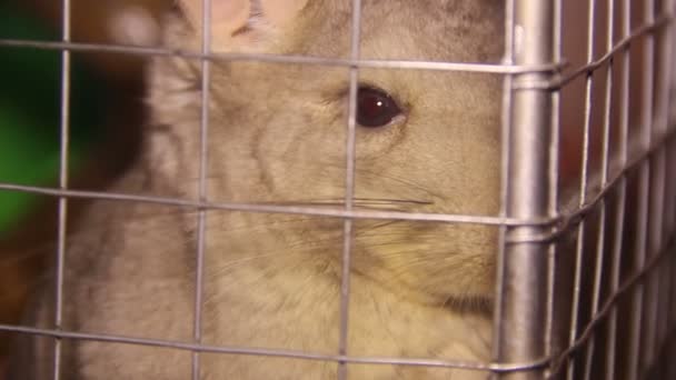 Chinchilla im Käfig — Stockvideo