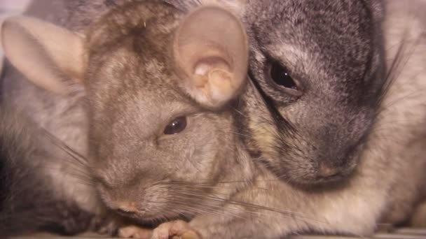 Deux chinchillas — Video