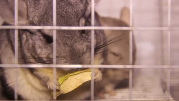 Eten chinchilla — Stockvideo