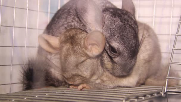 Dos chinchillas — Vídeos de Stock