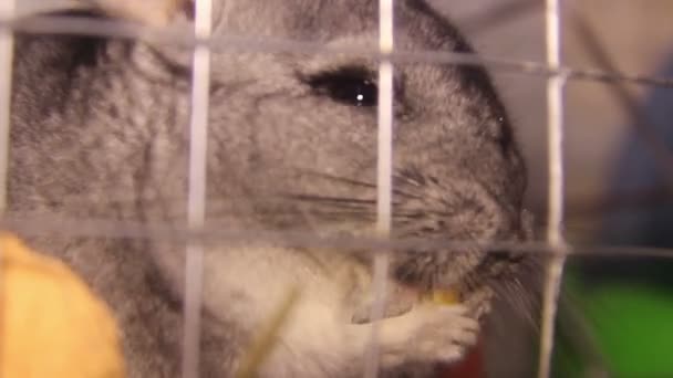 Eten chinchilla — Stockvideo