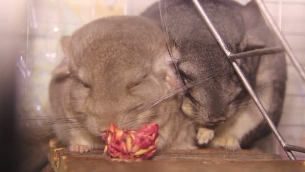 Zwei Chinchillas — Stockvideo