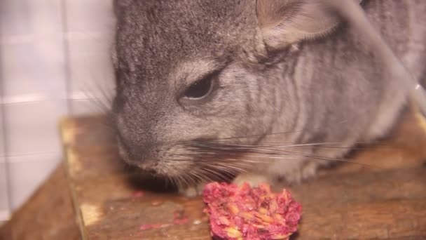 Eating chinchilla — Stock Video