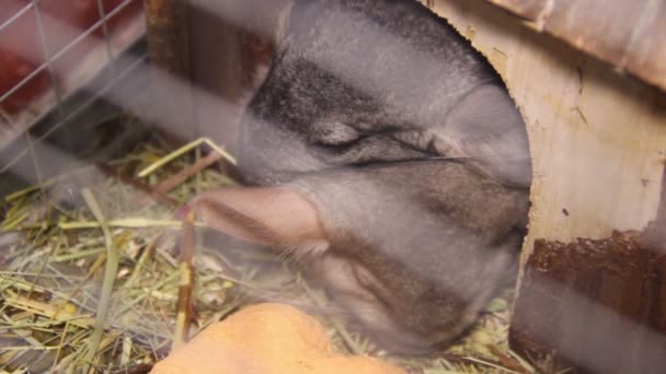 Two chinchillas — Stock Video