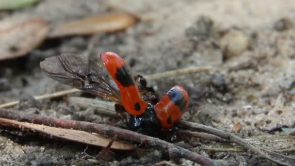 Karıncalar ve ölü böcek — Stok video