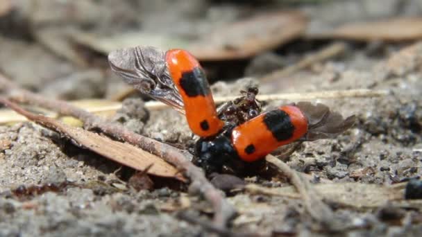 Mieren en dode bug — Stockvideo