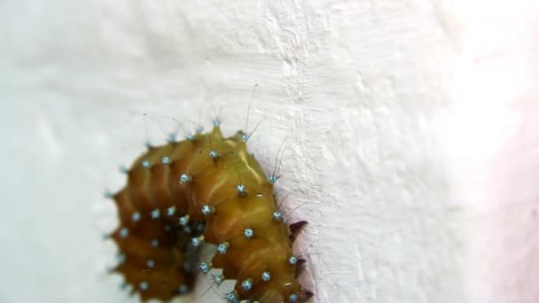 Saturnia pyri catterpillar — Stockvideo