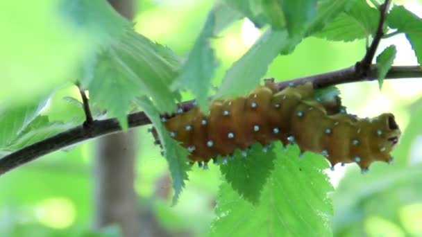 Gąsienicowa catterpillar pyri Saturnia — Wideo stockowe