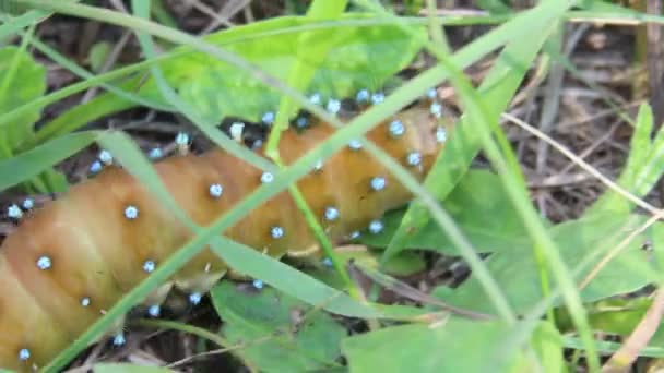 Saturnia piri catterpillar — стоковое видео