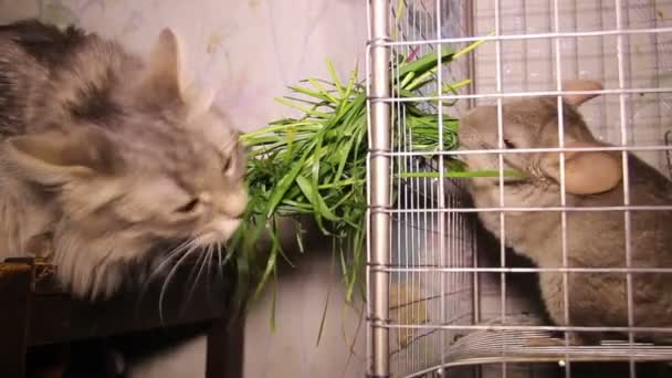 Katt och chinchilla — Stockvideo