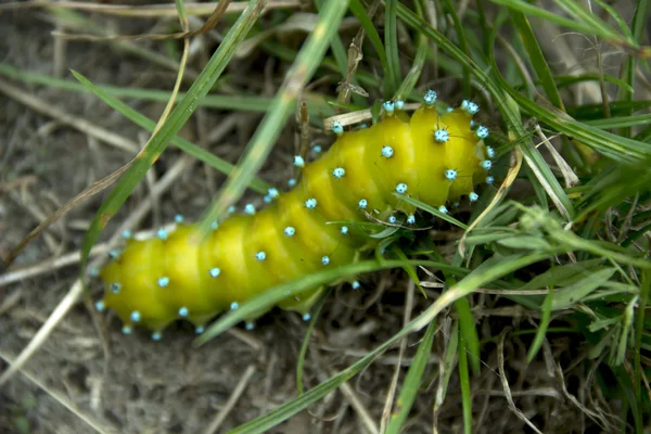 Saturnia pyri catterpillar — Stok fotoğraf