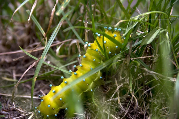 Saturnia pyri catterpillar — Stok fotoğraf