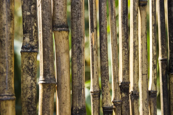Reed staket — Stockfoto