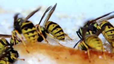 Yaban arıları yağ yemek