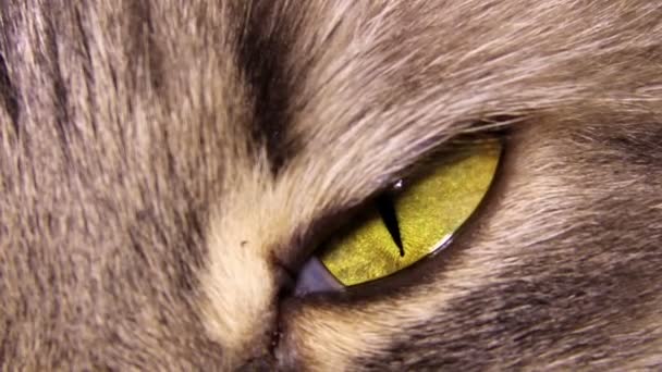 El ojo de gato — Vídeo de stock