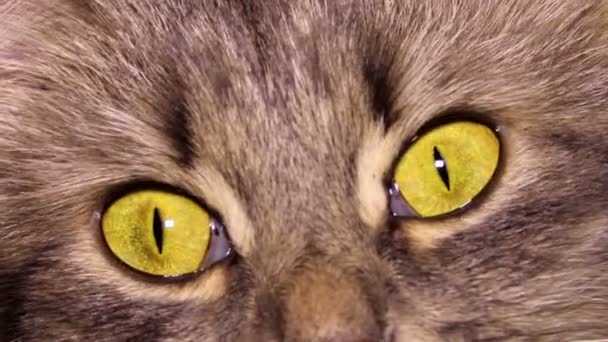 a macska szeme