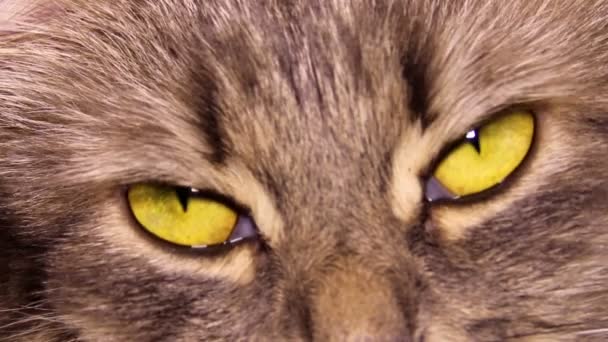 De ogen van de kat — Stockvideo