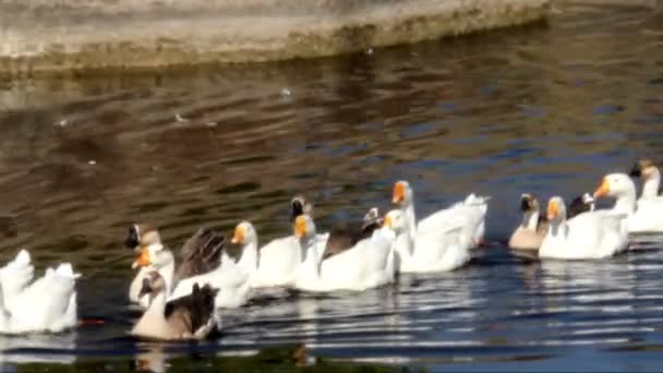 Gooses à l'étang — Video
