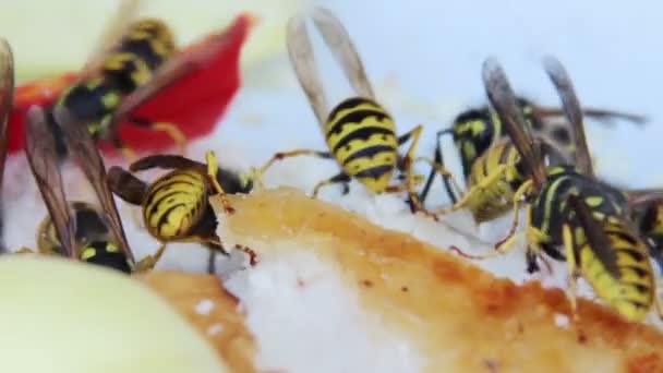 Wespen fressen den Schmalz — Stockvideo