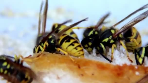 Wasps eat the lard — Stock Video