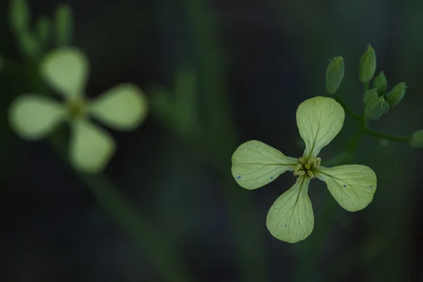 Zimní Řeřicha (Barbarea verna) — Stock fotografie