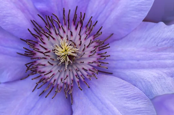 Zblízka f clematis květina — Stock fotografie