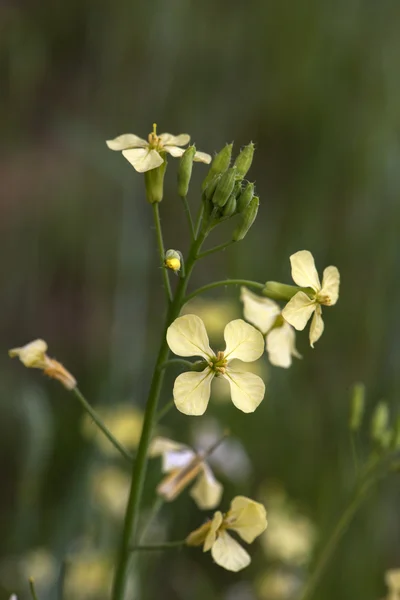 Close up of mustard flower — Stock Photo, Image