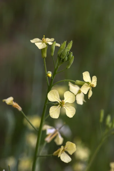 Gros plan de Fleur de moutarde — Photo