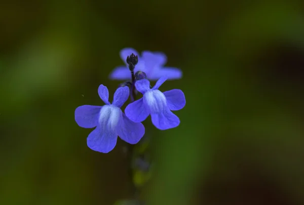 Blå toadfax blomma — Stockfoto