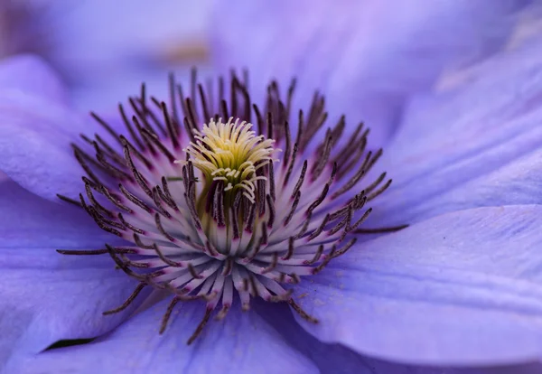 Clematis květina zblízka — Stock fotografie